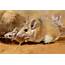 Mice Habitat And Breeding  Rodent Tip Tuesday A1 Exterminators