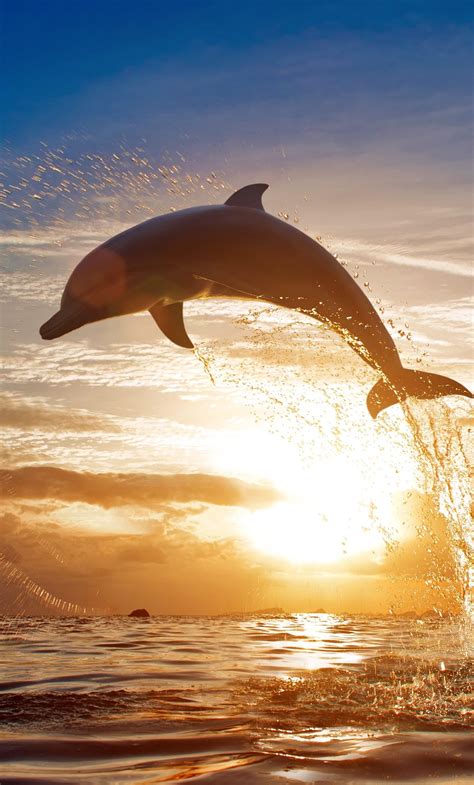Dolphin Jumping Out Of Water In 1280x2120 Resolution Photographie De