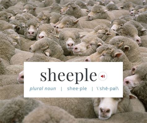Sheeple Has Been Added To The Dictionary Huffpost