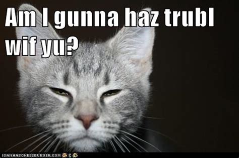 am i gunna haz trubl wif yu lolcats lol cat memes funny cats funny cat pictures with