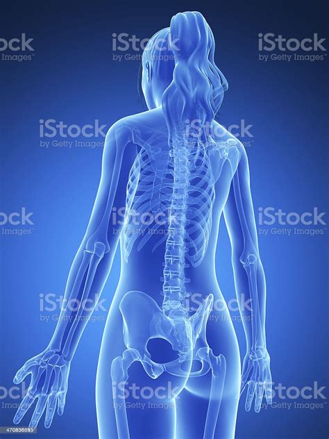 Woman with lower pain back on white background. Blue Female Skeleton Back Stock Photo & More Pictures of Anatomy - iStock