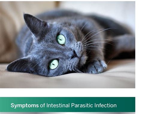 Gastrointestinal Parasites In Cats