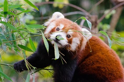 Red Panda Facts Habitat Pictures Images Bear