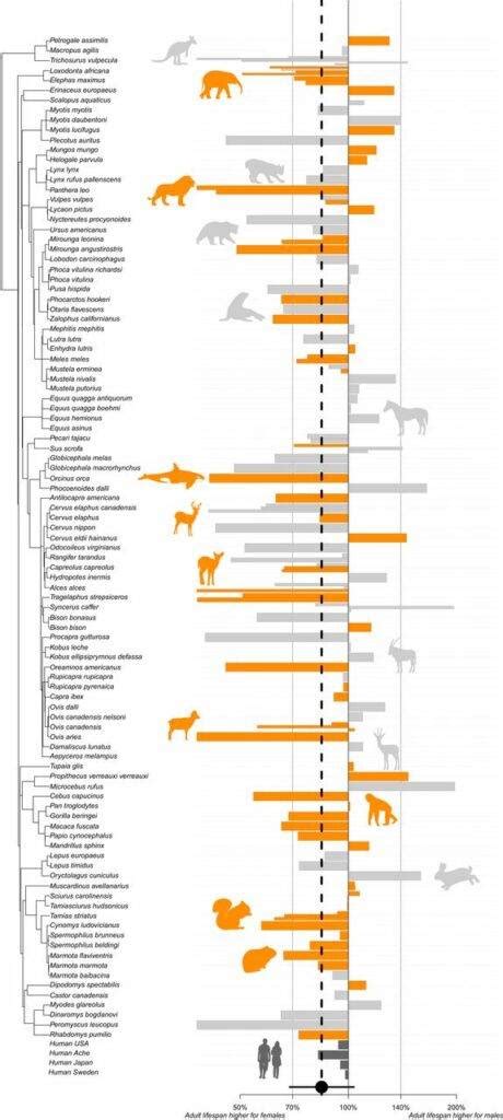 Sex Differences In Adult Lifespan And Aging Rates Of Mortality Across