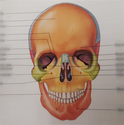 Anterior View Of Skull Diagram Quizlet