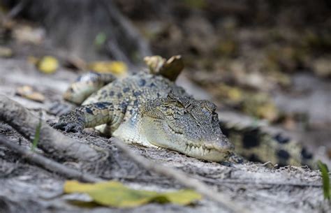 Estuarine Crocodile Australie Toursaustralie Tours
