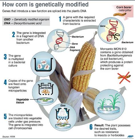 (naturalnews) the idea that dna from genetically modified organisms (gmos) is broken this is an astounding discovery that proves false claims made by monsanto and others that gmos are no the presence of transgenic genes in the small intestine was also found to affect the composition of. US campaigners hope to engineer GMO labeling laws