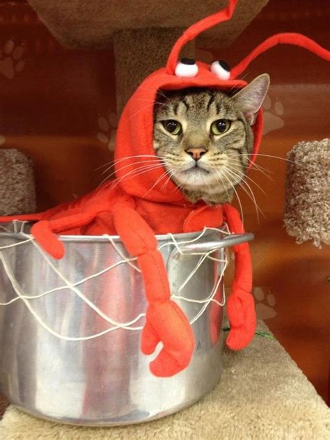 20 Cat Costumes For Halloween 2022