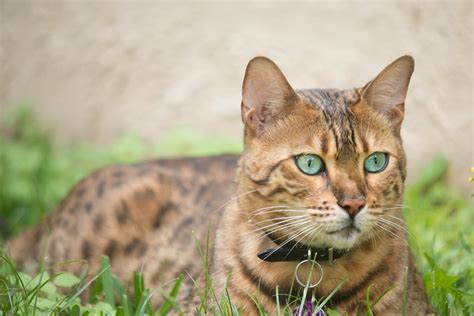 Top 6 Cat Breeds That Dont Shed That Much Is There Such A Cat