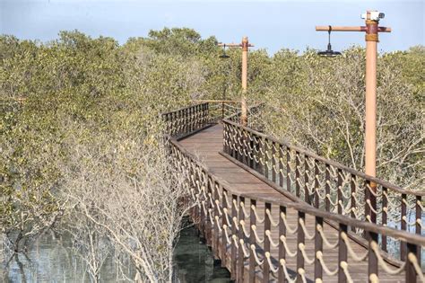 You Can Now Walk Through Abu Dhabis 1 Million Square Metre Mangrove