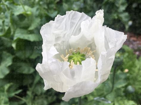 Persian White Pure Poppies