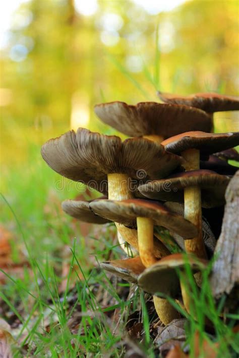 Tricholoma Fulvum Autumn Mushroom Growing On Tree Stock Photo Image
