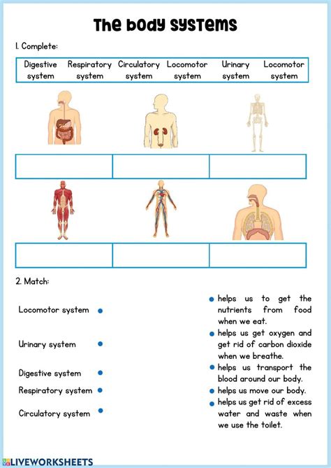 Human Body Systems Worksheet