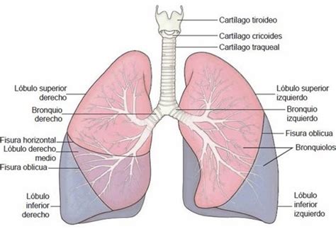 01 Organización Estructural Del Sistema Respiratorio Enfermería