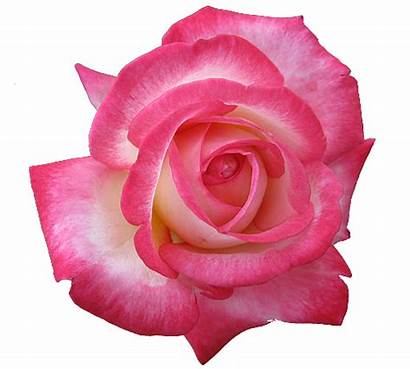 Transparent Rose Tea Roses Isolated Rosas Flower