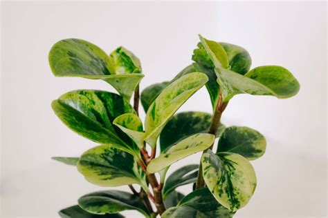 Are Jade Plants Toxic To Humans And Pets Petal Republic