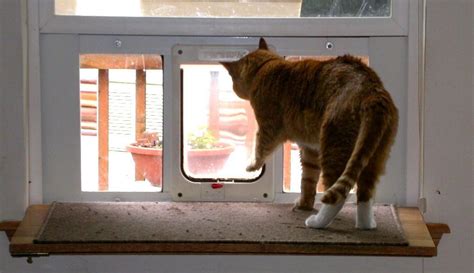 Shop ebay for great deals on microchip cat doors and flaps. Pin by Elizabeth Hewell on Cats are funny | Sliding glass ...