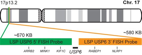 Usp6 Break Apart Fish Probe Kit Cytotest