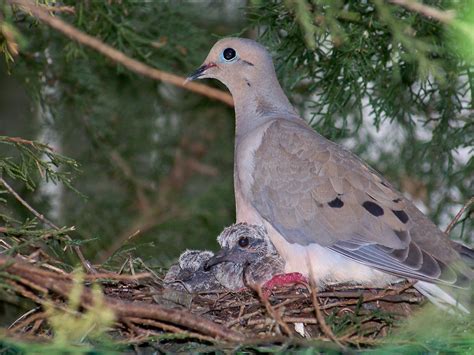 Mourning Dove With Babies Taken In Mo Mourning Dove Birds Bird