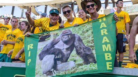 Direct Your Harambe Anger At The Zoos Gorilla Barrier Harambe