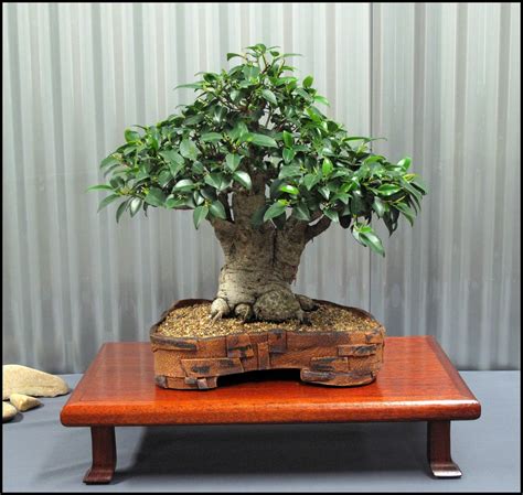 How To Make A Bonsai Tree Bonsai Tree Gardener