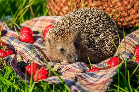 European Hedgehog In Natural Garden Habitat With Green Grass Free Photo