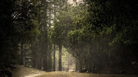 Rainy Forest Wallpaper 59 Images