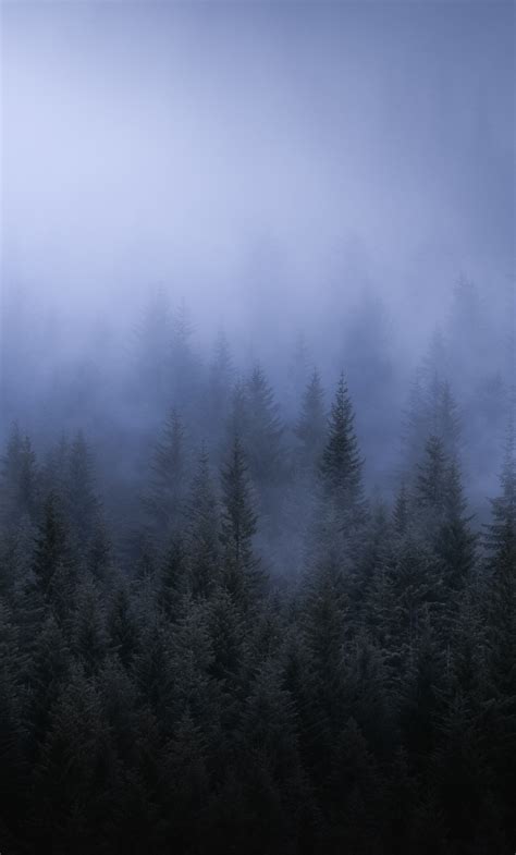 1280x2120 Fog Dark Forest Tress Landscape 5k Iphone 6 Hd 4k Wallpapers