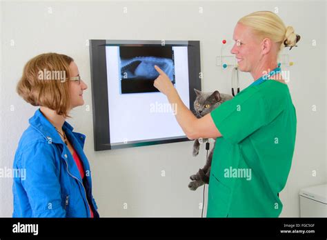 Vet Interpreting The Radiograph Of A Domestic Cat To Its Owner Germany