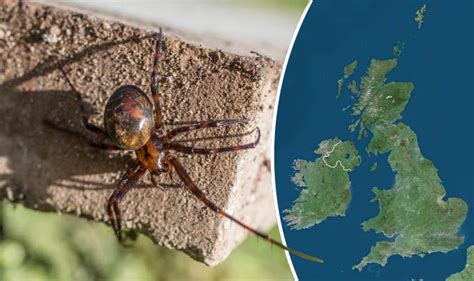 False Widow Spider Invasion Of Britain Arachnid Invaders Mapped