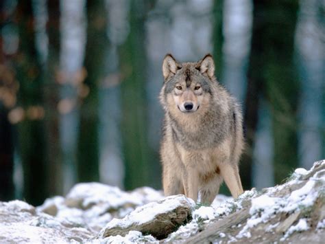 Wolves And Trophic Cascades Howling For Justice