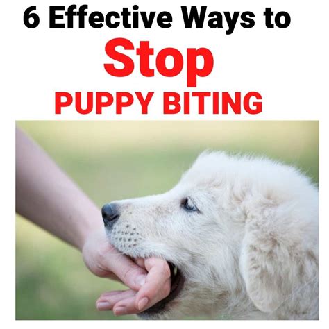 How To Get Your Dog To Stop Biting Things