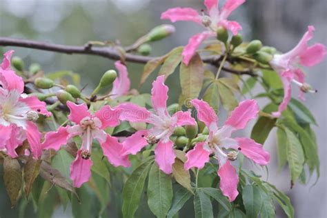 Pink Large Flowers Chorisia Or Ceiba Speciosa Growing On A Tree Stock