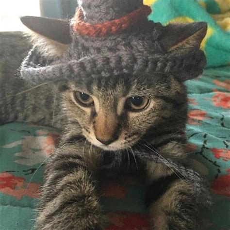 Witch Cat Hat Witch Hat For Cats Halloween Cat Costume Etsy Cat
