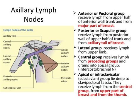 Axillary Lymph Nodes Groups Mareli Has Conley