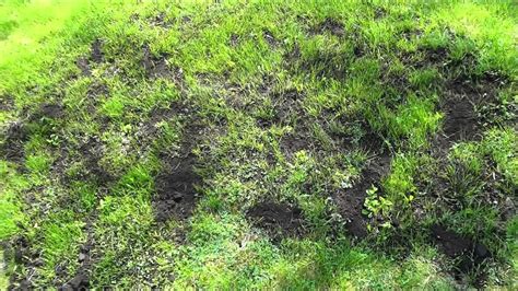 How To Level Uneven Spots In Your Lawn Diy Lawn Care Youtube