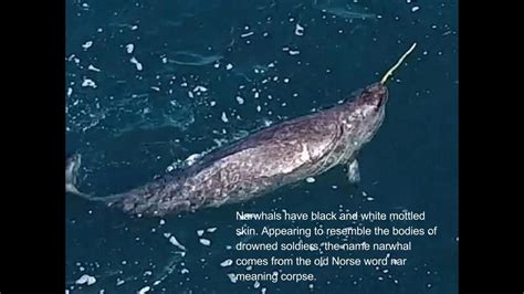 5 Facts About Narwhals You Did Not Know Youtube