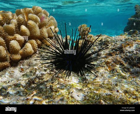 Sea Urchin Echinothrix Diadema Commonly Called Diadema Urchin Or Blue