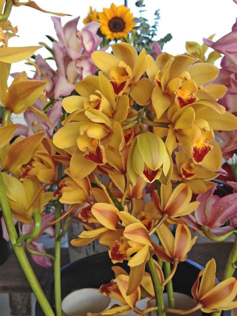 Cymbidium Orchid Sprays With Images Cymbidium Orchids Orchids Hilo Farmers Market