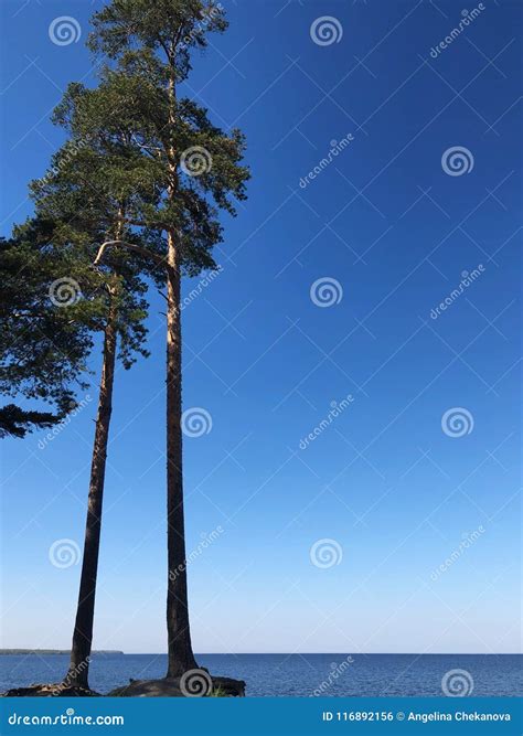 Beautiful Pine Trees On The Lake In Summer Stock Photo Image Of Pine