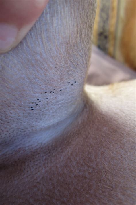  dots  correspond to hair follicle openings observed in trichoscopic examination. What are these tiny black specks on my dog's skin ...