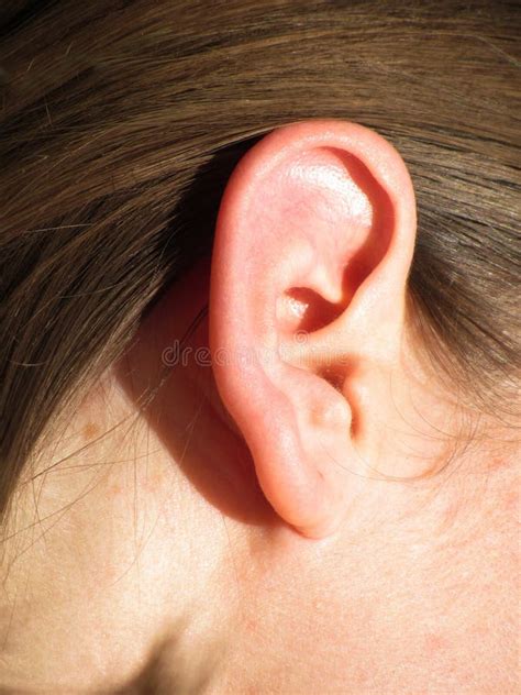 The Human Ear Organ Of Hearing And Balance Stock Image Image Of