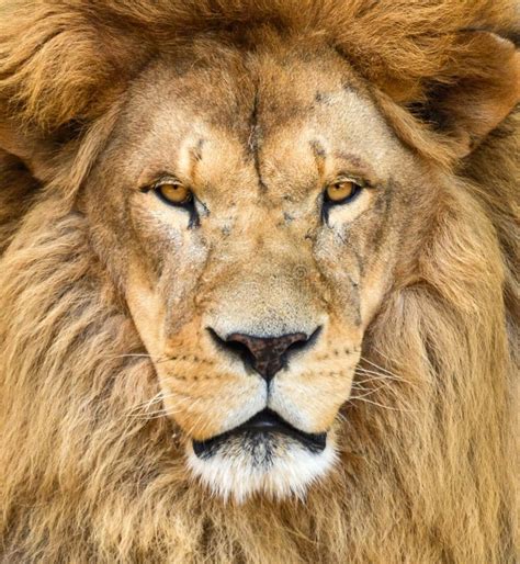 Portrait Of Beautiful African Lion Stock Photo Image Of King