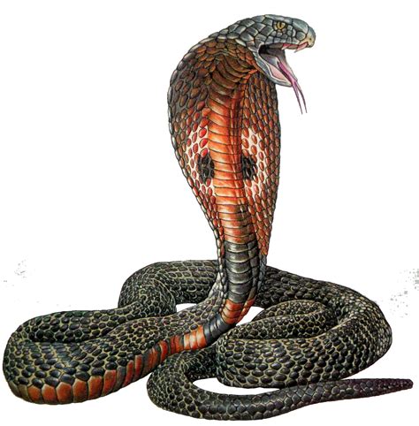 Cobra Snake Png