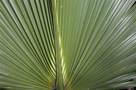 Saw Palmetto Frond Close Up Clippix Etc Educational Photos For