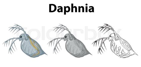 Doodle Character For Daphnia Stock Vector Colourbox