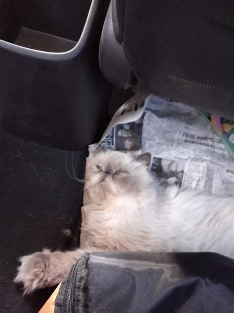 My Cat Sleeping In The Car During Traveling Blessedimages