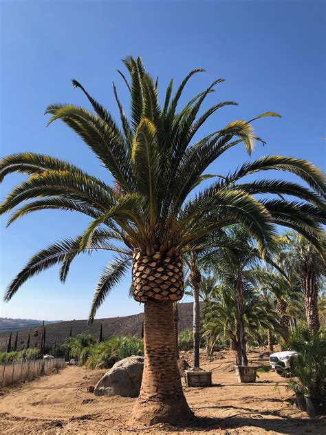 Gregory Palm Farms Bring Home A Canary Island Date Palm To Start Off