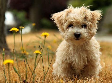 Free Puppy Download Animalcute High Definition Background Images