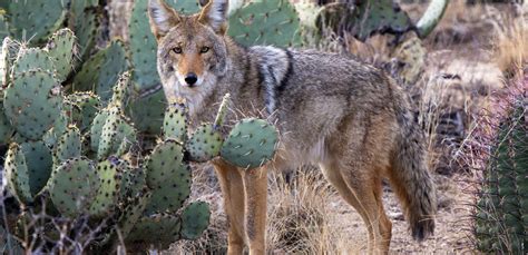 16 Wild Animals Arizona  Temal